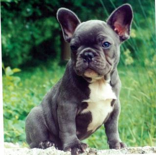 Blue bayou hot sale french bulldogs